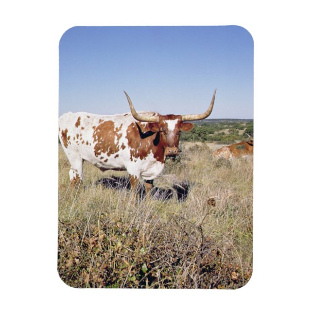 Texas Longhorn Breed (bild) Magnet (Vertikal)