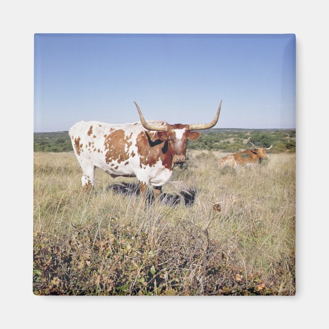 Texas Longhorn Breed (bild) Magnet (Framsidan)