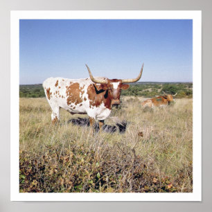Texas Longhorn Breed (bild) Poster