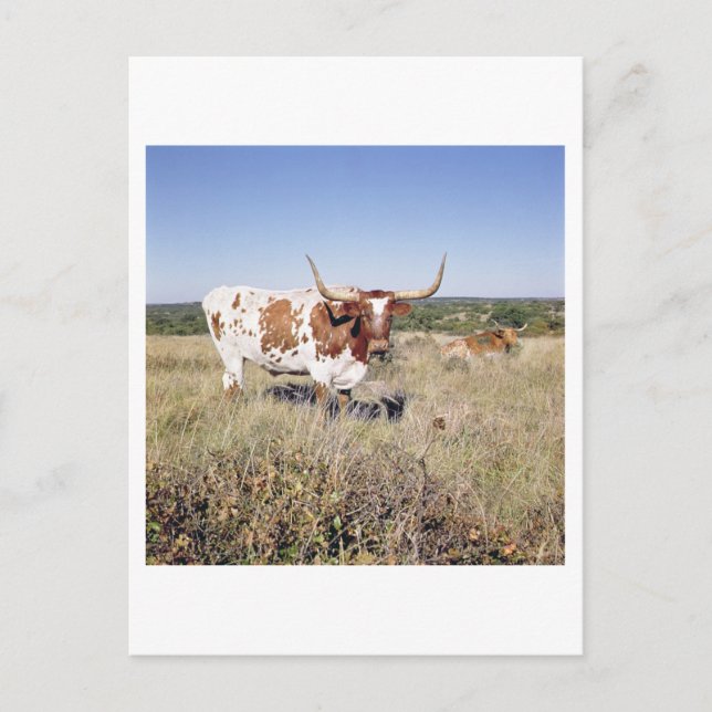 Texas Longhorn Breed (bild) Vykort (Framsida)