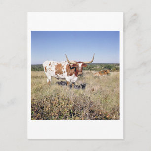 Texas Longhorn Breed (bild) Vykort