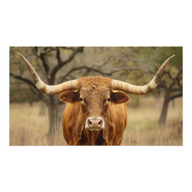 Texas Longhorn Bull Fototryck (Framsidan)