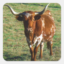 Texas Longhorn Cattle Cow Photo Rustic