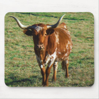 Texas Longhorn Cattle Cow Photo Rustic Musmatta