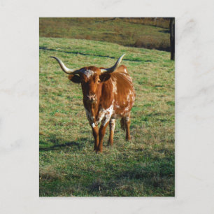 Texas Longhorn Cattle Cow Photo Rustic Vykort