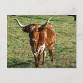 Texas Longhorn Cattle Cow Photo Rustic Vykort