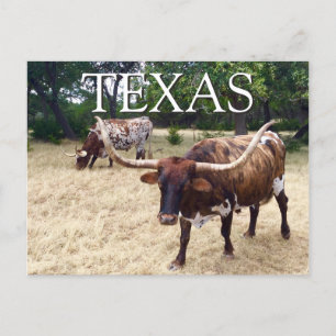 Texas Longhorn Cattle Postcard Vykort
