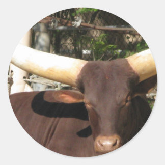 Texas Longhorn cattle Runt Klistermärke