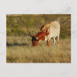 Texas Longhorn Cattle Vykort