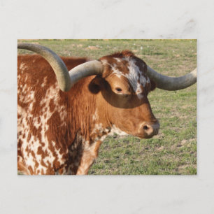 Texas Longhorn Closeup Vykort