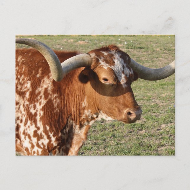 Texas Longhorn Closeup Vykort (Framsida)