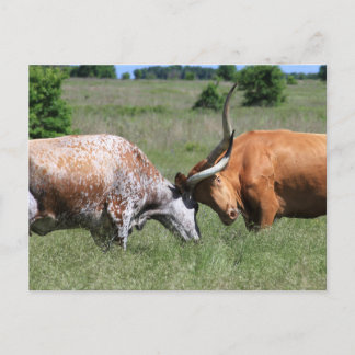 Texas Longhorn Cow Fight Postcard Vykort