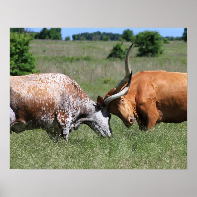 Texas Longhorn Cow Fight Poster (Framsidan)