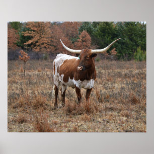Texas Longhorn Cow i Fall Meadow Farm Stil Art Poster