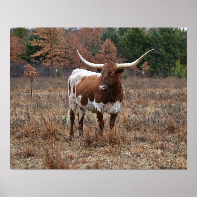 Texas Longhorn Cow i Fall Meadow Farm Stil Art Poster (Framsidan)