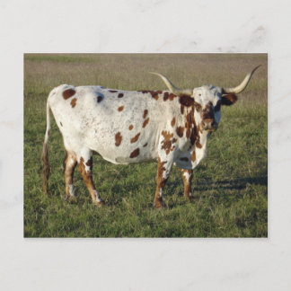 Texas Longhorn Cow Vykort
