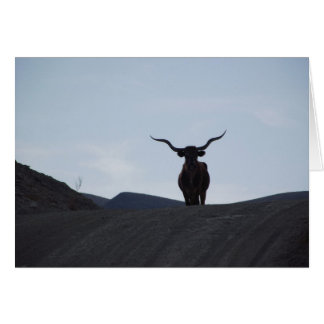 Texas Longhorn Hälsningskort