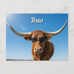 Texas longhorn i solglasögon vykort
