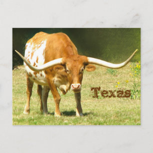Texas Longhorn med faktakort Vykort