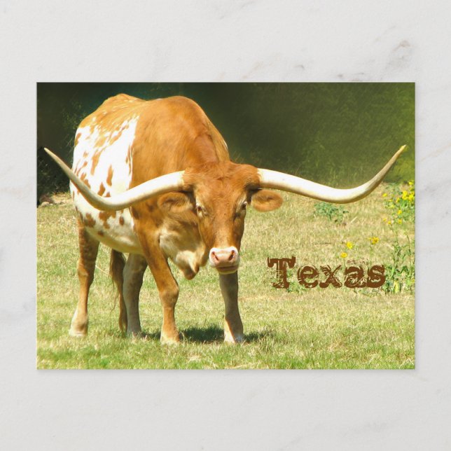 Texas Longhorn med faktakort Vykort (Framsida)