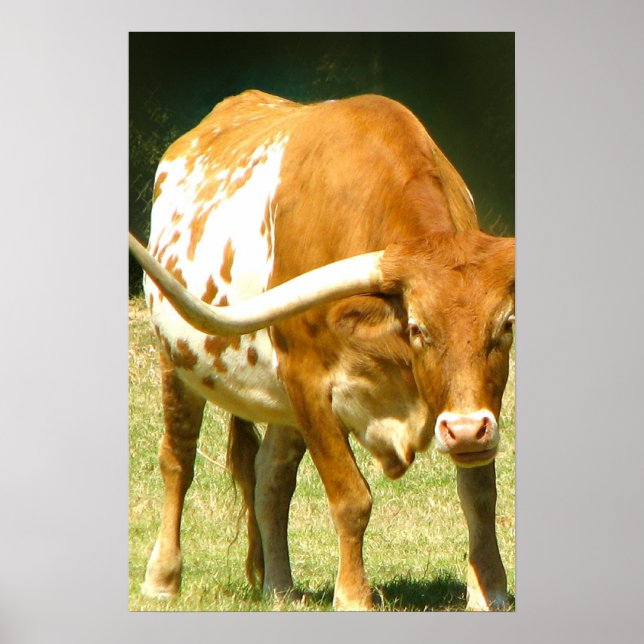 Texas Longhorn Närbild Affisch (Framsidan)