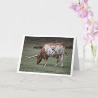 Texas Longhorn Nötkreatur Betar