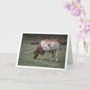 Texas Longhorn Nötkreatur Betar Kort