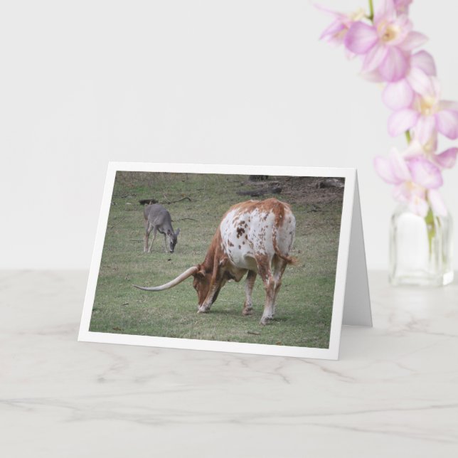 Texas Longhorn Nötkreatur Betar Kort (Orkide)