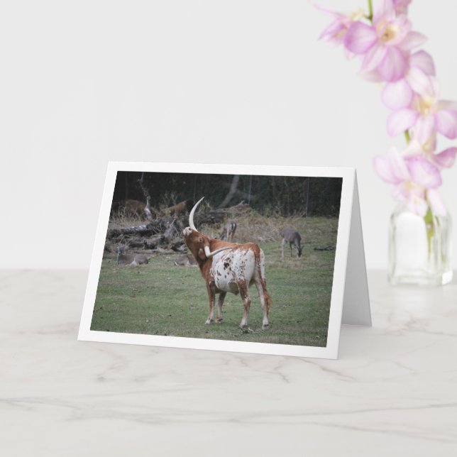 Texas Longhorn-nötkreatur Kort (Orkide)