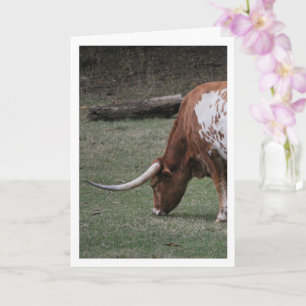 Texas Longhorn Nötkreatur Kort