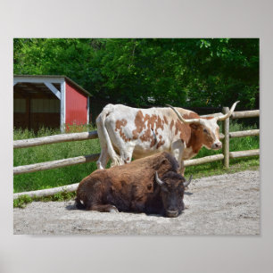 Texas Longhorn och American Bison Poster