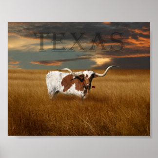 Texas Longhorn Poster