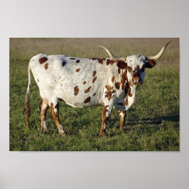 Texas Longhorn Poster (Framsidan)