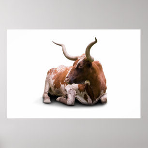 Texas Longhorn Poster utskrift