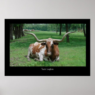 Texas Longhorn Poster utskrift