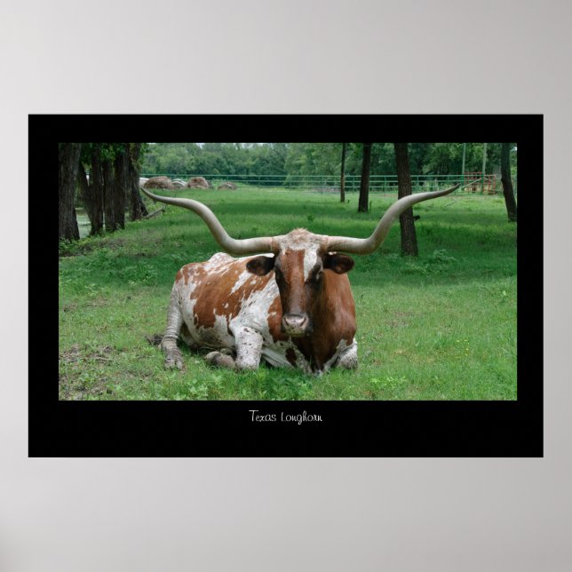 Texas Longhorn Poster utskrift (Framsidan)