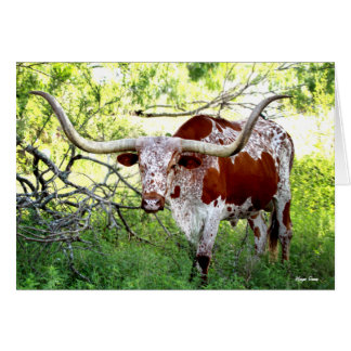 Texas Longhorn Steer Hälsningskort