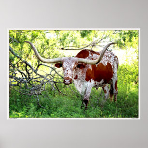 Texas Longhorn Steer Poster