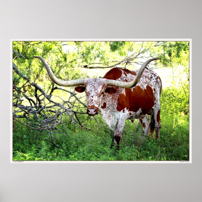 Texas Longhorn Steer Poster (Framsidan)