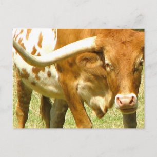 Texas Longhorn Up Close vycard Vykort