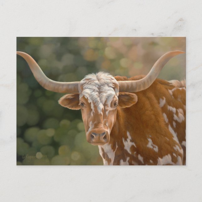 Texas Longhorn Vykort (Framsida)