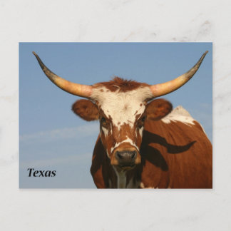 Texas Longhorn Vykort