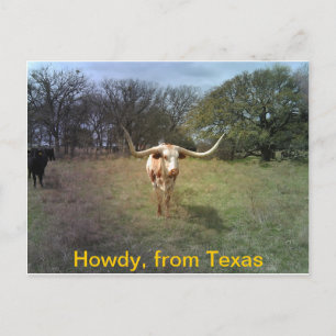 Texas Longhorn - vykort
