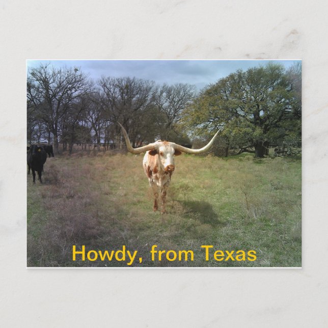 Texas Longhorn - vykort (Framsida)