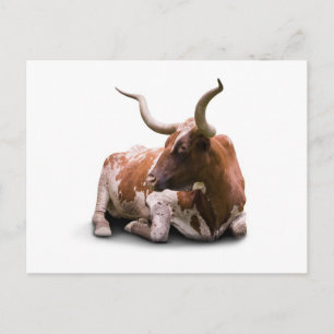 Texas Longhorn-vykort Vykort