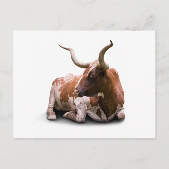 Texas Longhorn-vykort Vykort (Framsida)