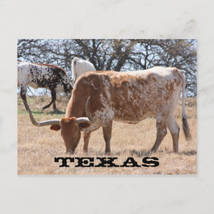 Texas Longhorn-vykort Vykort