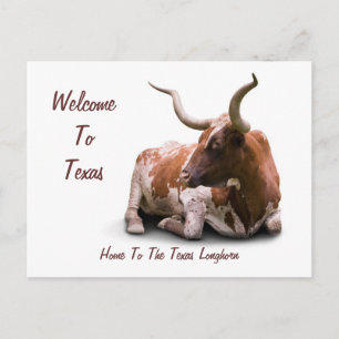 Texas Longhorn-vykort Vykort