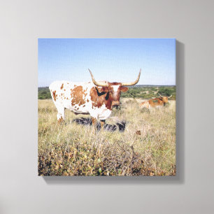 Texas Longhornavel (fotoet) Canvastryck