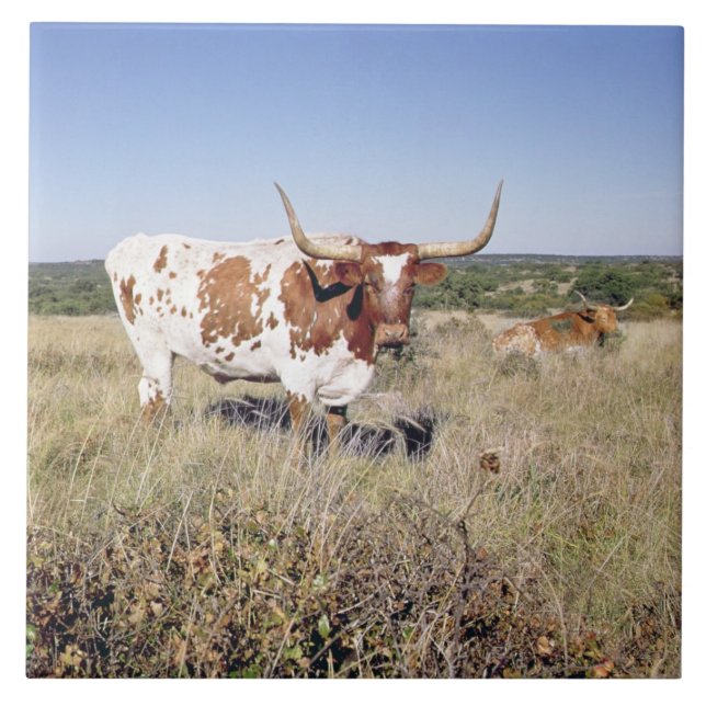 Texas Longhornavel (fotoet) Kakelplatta (Framsidan)